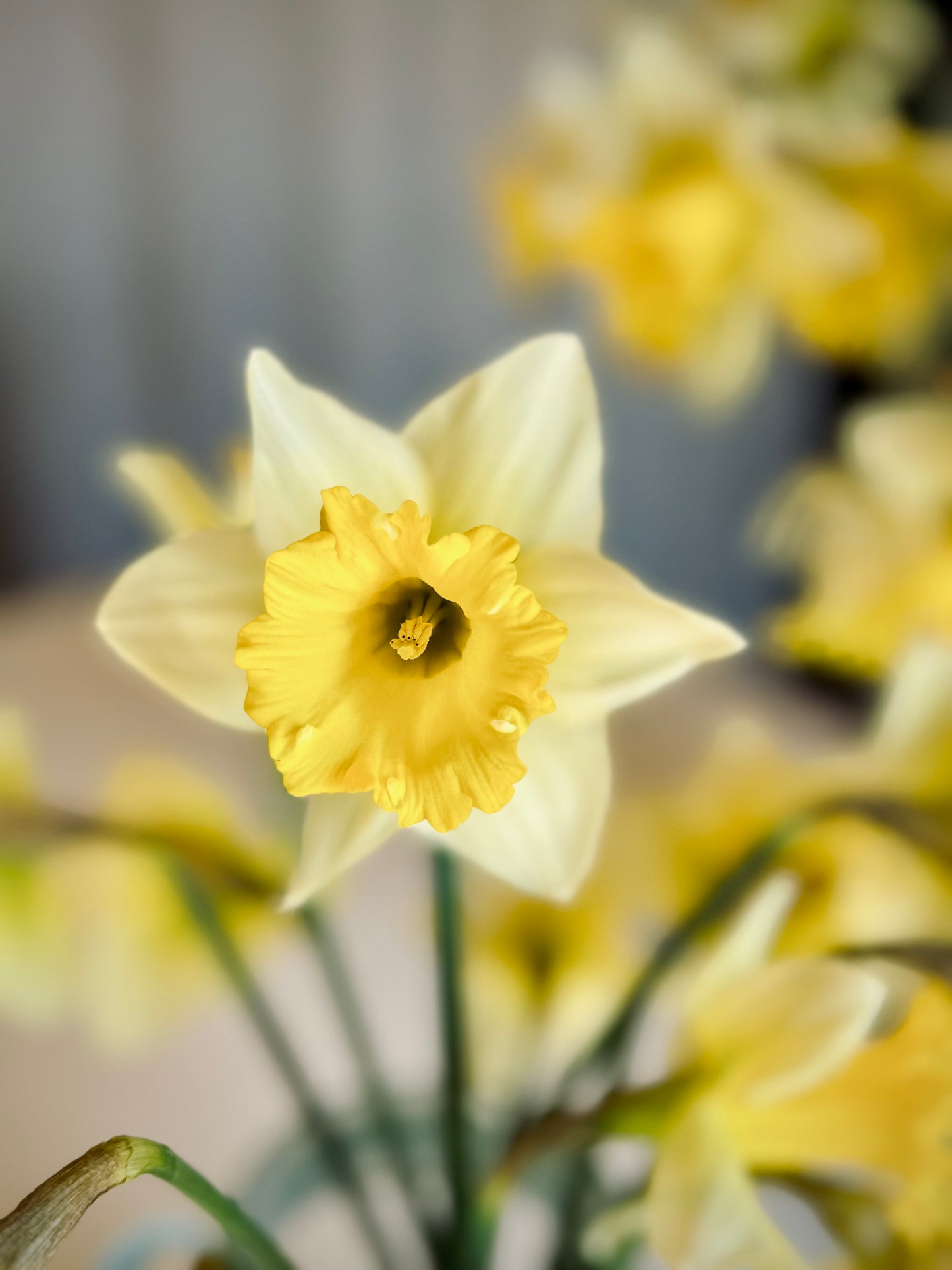 Local Daffodils